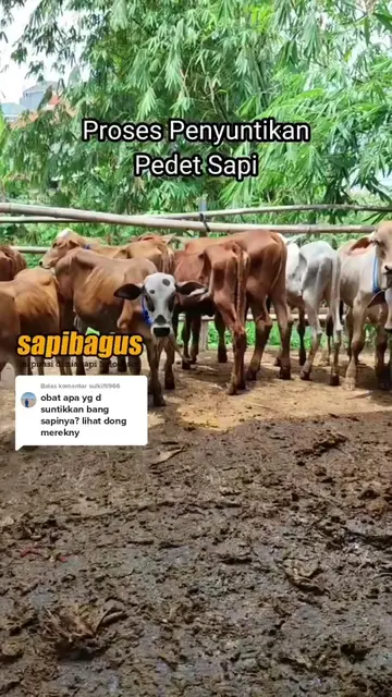 Penyuntikan-Vitamin-Pedet-Sapi